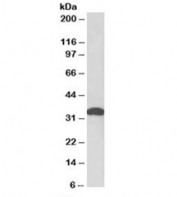 Western blot testing of mouse fetal brain lysate with POU6F1 antibody at 0.05ug/ml. Predicted/observed molecular weight: ~33kDa.