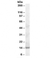 Western blot testing of A431 cell lysate with GCDFP-15 antibody at 0.3ug/ml. Predicted molecular weight ~15kDa.