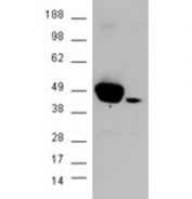 Western blot of HEK293 lysate overexpressing ERK1 probed with ERK1 antibody (mock transfection in second lane), tested by Origene
