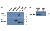 Figure A): Western blot of HEK293 lysates overexpressing several HA-tagged mouse GTPases including RRAD and compared with an HA-specific antibody. Figure B): Western blot of WT and KO lysates of mouse heart (100ug protein). RRAD antibody was used at 0.5ug/ml.