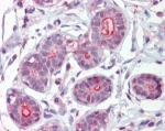 IHC staining of FFPE human breast with DAPK2 antibody at 2.5ug/ml. HIER: steamed with pH6 citrate buffer, AP-staining.