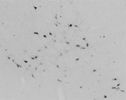 IHC testing of frozen mouse basal forebrain tissue with Choline acetyltransferase antibody at 0.1ug/ml. A biotin secondary followed by SAv-HRP and DAB were used for the staining. Image courtesy of Prof. Erik Hrabovszky, Institute of Experimental Medicine, Budapest, Hungary.