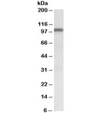 Western blot testing of human cerebellum lysate with GLUR1 antibody at 0.1ug/ml. Predicted/observed molecular weight ~102kDa