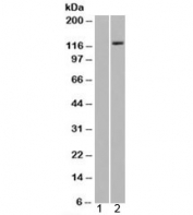 Western blot of HEK293 lysate overexpressing Man2A1 probed with MAN2A1 antibody (mock transfection in lane 1). Predicted molecular weight: ~131kDa.