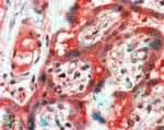 IHC staining of FFPE human placenta with FAIM1 antibody at 2.5ug/ml. HIER: steamed with pH6 citrate buffer, AP-staining.