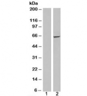 Western blot of HEK293 lysate overexpressing IGF2BP2 probed with IGF2BP2 antibody (mock transfection in lane 1). Predicted molecular weight: ~66kDa.