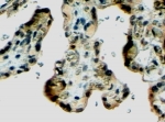 IHC staining of FFPE human placenta with Klotho antibody at 4ug/ml. HIER: steamed with pH6 citrate buffer, HRP-staining.