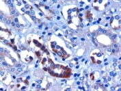 IHC staining of FFPE human kidney with FBXW2 antibody at 3ug/ml. HIER: microwaved with pH6 citrate buffer, HRP-staining.