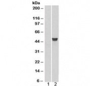 Western blot of HEK293 lysate overexpressing CORO1A probed with CORO1A antibody (mock transfection in lane 1). Predicted molecular weight: ~51 kDa.