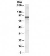 Western blot testing of MOLT4 lysate with COG7 antibody at 0.03ug/ml. Predicted molecular weight: ~86 kDa.