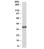 Western blot of pig heart lysates with Lactate Dehydrogenase B antibody at 0.1ug/ml. Predicted molecular weight: ~36kDa.