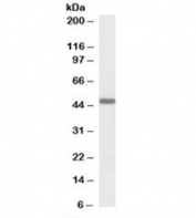 Western blot testing of rat stomach lysate with Prokineticin receptor 2 antibody at 1ug/ml. Predicted molecular weight (rat): ~47kDa.