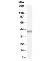 Western blot testing of HeLa cell lysate with PCBP4 antibody at 0.03ug/ml. Predicted molecular weight: ~41kDa.