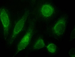 Immunofluorescence testing of HeLa cells with ODZ3 antibody at 10ug/ml [green] shows staining of nuclei.
