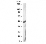 Western blot testing of HeLa lysate with DAP3 antibody at 3ug/ml. Predicted molecular weight: ~46/41/42 kDa (isoforms 1/2/3).