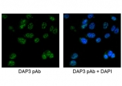 Immunofluorescent staining of human MCF7 cells with DAP3 antibody at 5ug/ml.