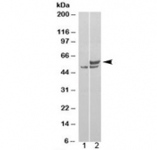 Western blot of HEK293 lysate overexpressing human NONO probed with NONO antibody (mock transfection in lane 1). Predicted molecular weight: ~54 kDa.