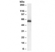 Western blot testing of mouse brain lysate with NONO antibody at 0.1ug/ml. Predicted molecular weight: ~54 kDa.