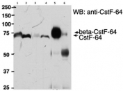 Immunoprecipitation: Beta CstF-64 antibody is able to pull down bCstf-64 from mouse brain lysate (lane 5, 500ug protein) but not Cstf-64 from mouse liver lysate  (lane 6, 500ug protein) using protein G-coated magnetic beads. A 1/40th part of the lysates were loaded in lanes 1 (brain) and 2 (liver) before IP and in lanes 3 (brain) and 4 (liver) after IP. Western blot performed with unrelated bCstf-64/Cstf-64 monoclonal antibody.