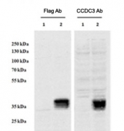 Western blot testing of HEK293 lysate overexpressing human CCDC3-FLAG and probed with anti-FLAG in the left panel and with CCDC3 antibody (0.5ug/ml) in the right panel (empty vector transfection in each of the first lanes).