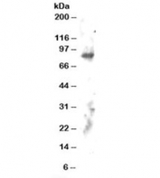 Western blot testing of human brain lysate with ELMO2 antibody at 2ug/ml. Predicted molecular weight: ~82kDa.