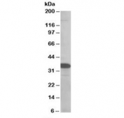 Western blot testing of MOLT4 lysate with SMUG1 antibody at 0.5ug/ml. Predicted molecular weight: ~31 kDa.