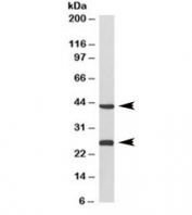 Western blot of pig heart lysate with DUSP6 antibody at 0.3ug/ml. Predicted molecular weight ~42/26kDa (isoforms a/b).