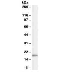 Western blot testing of human muscle lysate with COX4I1 antibody at 0.01ug/ml. Predicted molecular weight: ~20kDa.~