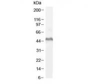 Western blot testing of human MOLT4 cell lysate with LEF1 antibody at 1ug/ml. Predicted molecular weight ~44 kDa but commonly observed at 35-55 kDa.