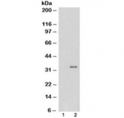 Western blot of HEK293 lysate overexpressing GDF15 probed with GDF15 antibody (mock transfection in lane 1). Predicted molecular weight ~34 kDa.