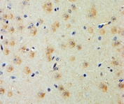 IHC staining of FFPE mouse cerebral cortex with GP135 antibody at 5ug/ml. HIER: steamed with pH6 citrate buffer, AP-staining.