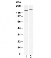Western blot testing of 1) mouse brain and 2) rat brain lysate with GP135 antibody at 1ug/ml. Predicted molecular weight: ~113/135-150kDa (unmodified/glycosylated).
