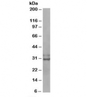 Western blot testing of MOLT4 lysate with LIVIN antibody at 0.3ug/ml. Predicted molecular weight: 33/30kDa (isoforms alpha/beta).