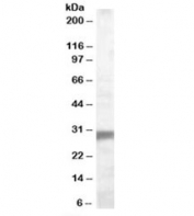 Western blot testing of human muscle lysate with EGLN3 antibody at 0.1ug/ml. Predicted molecular weight: ~27 kDa.