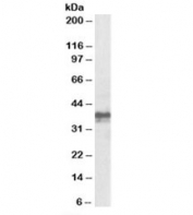 Western blot testing of mouse skin lysate with Foxi3 antibody at 1ug/ml. Predicted molecular weight: ~42kDa.