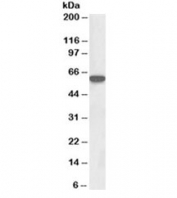 Western blot of rat thymus lysate with LCK antibody at 0.3ug/ml. Predicted molecular weight ~58 kDa.