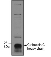 Western blot testing of human neutrophils lysate with Cathepsin C antibody at 1ug/ml. The ~55kDa proenzyme form is processed into ~25kDa and 8kDa chains.