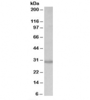 Western blot testing of HEK293 lysate with CRLS1 antibody at 0.2ug/ml. Predicted molecular weight: ~32kDa.