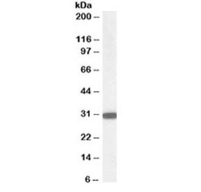 Western blot testing of human kidney lysate with NQO1 antibody at 0.03ug/ml. Predicted molecular weight ~30kDa.