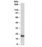 Western blot testing of pig testis lysate with p18 antibody at 0.1ug/ml. Predicted molecular weight: ~20kDa, routinely observed at 18~20kDa.