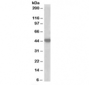 Western blot testing of A549 lysate with MCT2 antibody at 1ug/ml. Predicted molecular weight: ~52 kDa.