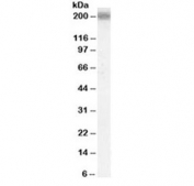 Western blot testing of human cerebral cortex lysate with LRP4 antibody at 0.1ug/ml. Predicted molecular weight ~212 kDa.