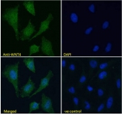 IF/ICC testing of fixed and permeabilized human HeLa cells with WNT4 antibody (green) at 10ug/ml and DAPI nuclear stain (blue).