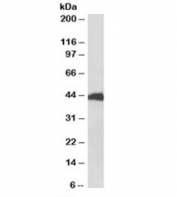 Western blot of pig liver lysate with HP antibody at 1ug/ml. Predicted molecular weight: ~38-45kDa.
