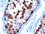 IHC staining of FFPE human testis with TCP1 antibody at 10ug/ml. HIER: microwaved with pH9 Tris/EDTA buffer, HRP-staining.