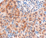IHC staining of FFPE human pancreas with Frizzled 8 antibody at 3ug/ml. HIER: microwaved with pH9 Tris/EDTA buffer, HRP-detect.