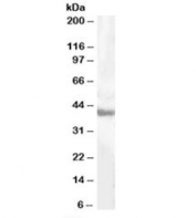 Western blot testing of human liver lysate with GOT1 antibody at 0.5ug/ml. Predicted molecular weight 46kDa but routinely observed from 40~46kDa.