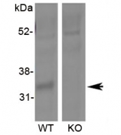 Western blot of mouse lung lysate (60ug protein) with Hsd11b1 antibody at 0.3ug/ml. First lane shows wildtype and second lane shows knockout background. Predicted molecular weight: ~32kDa.
