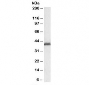 Western blot testing of rat ovay lysate with LIS1 antibody at 0.1ug/ml. Predicted molecular weight: 46 kDa.