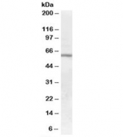 Western blot testing of human bone marrow lysate with GALNS antibody at 0.01ug/ml. Predicted molecular weight: ~58 kDa.